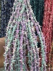 Deniz Yıldızı Çift Renkli Dizide 35 Adet