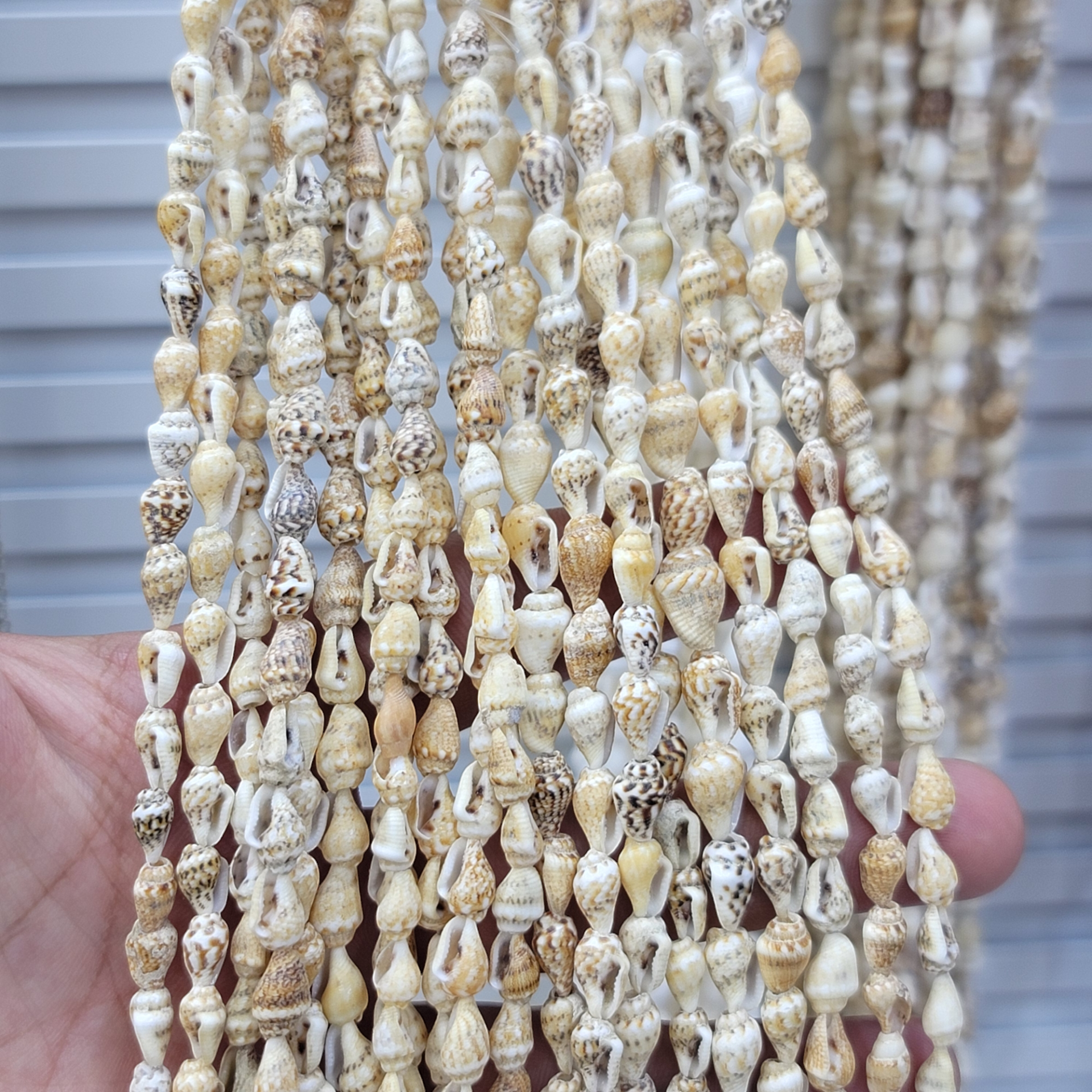 Dizili Deniz Kabuğu 150cm Dizide 110-135 adt